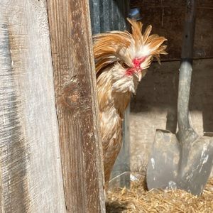 Meet your Posher, Heather